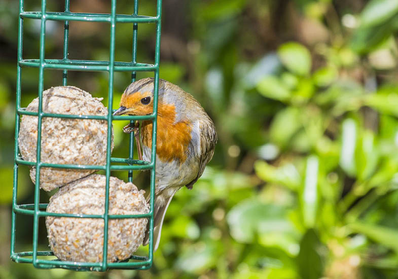 birdcare-wildlife-stratford-garden-centre-1