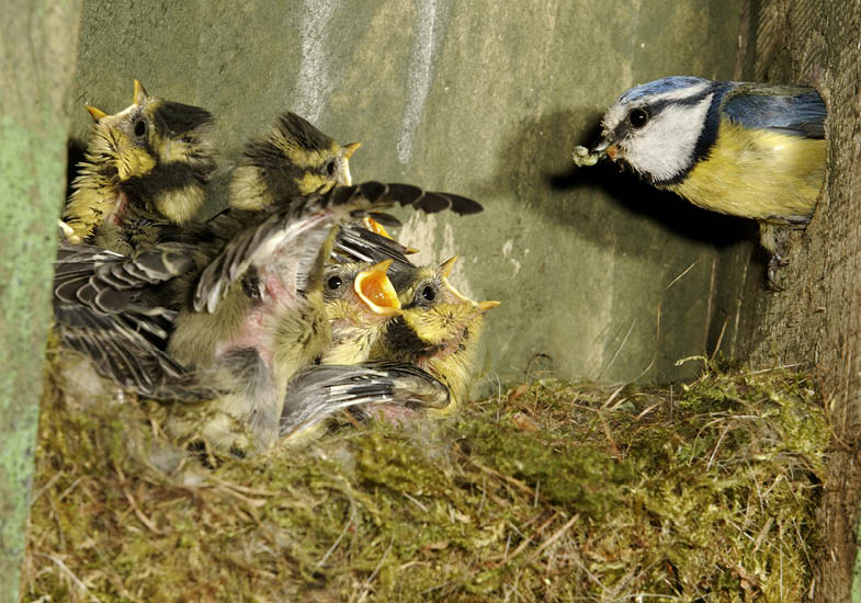 birdcare-wildlife-stratford-garden-centre-3